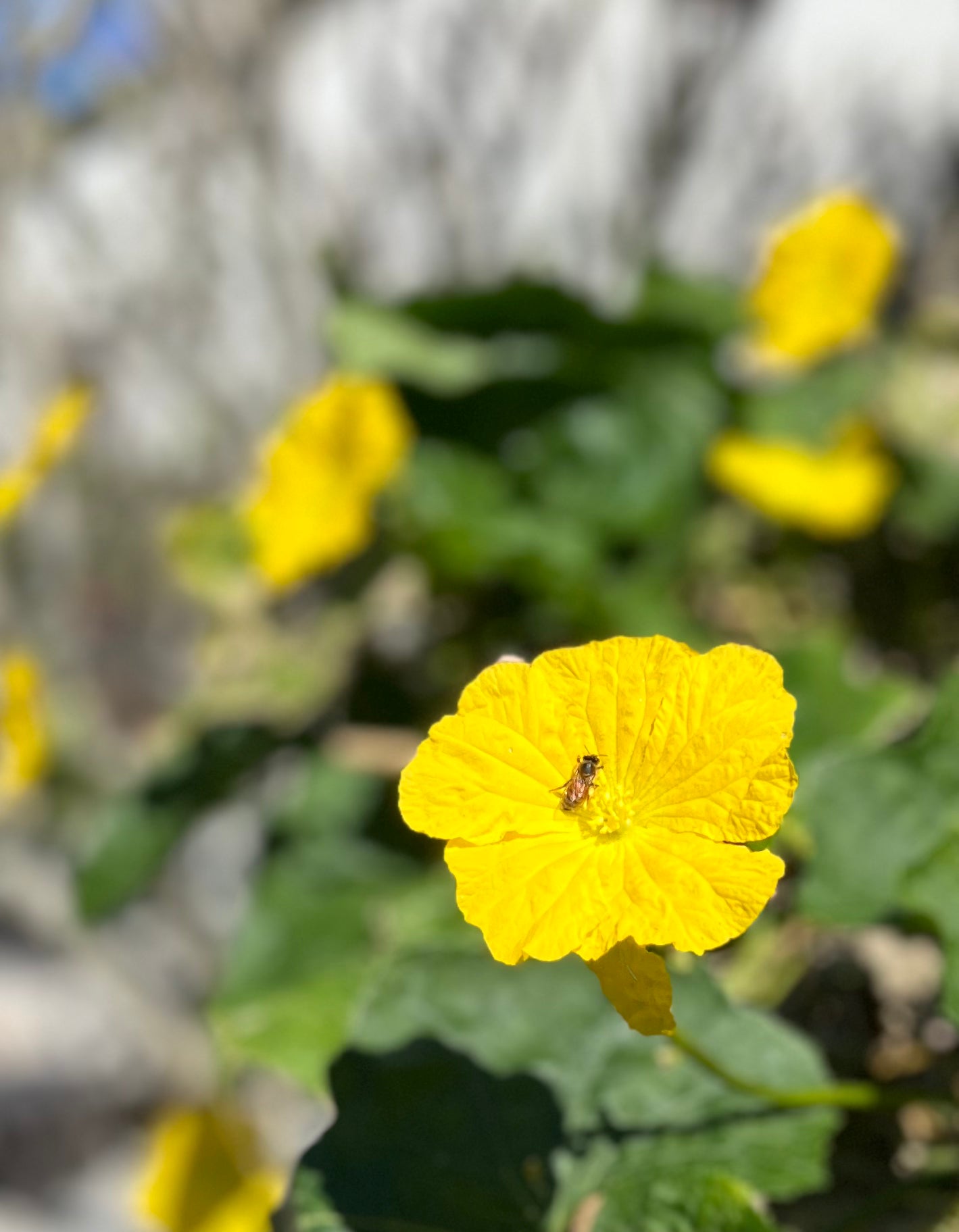 All Natural, Organic Home Grown Luffa Sponge (free shipping*)