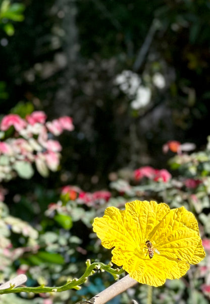 All Natural, Organic Home Grown Luffa Sponge (free shipping*)