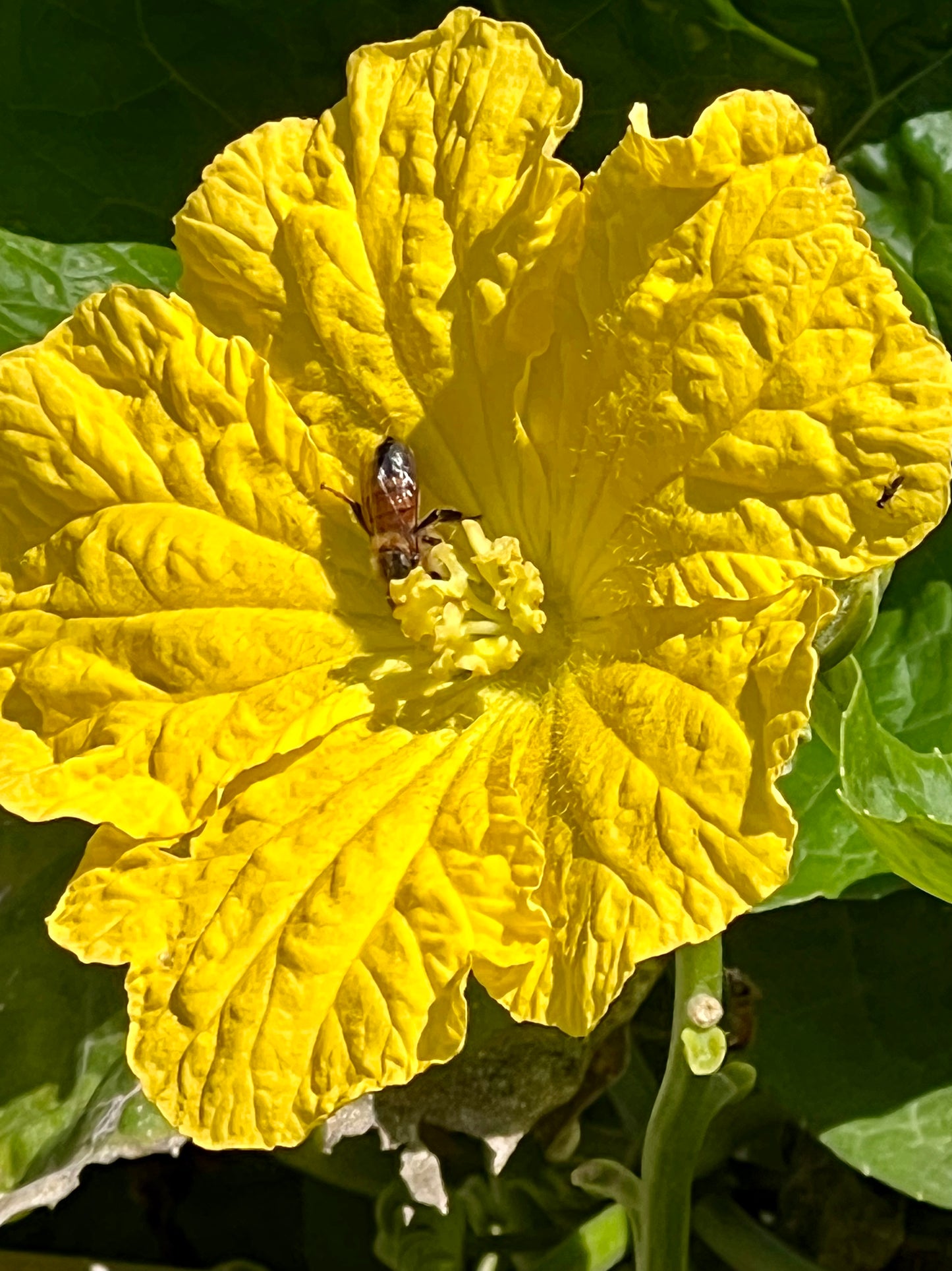 All Natural, Organic Home Grown Luffa Sponge (free shipping*)